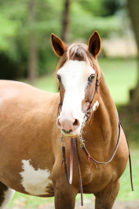 Portrait cavalière/cheval - Mélissa Mula Photographe
